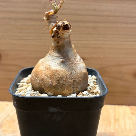キフォステンマ　ベティフォルメ　ナロータイプ