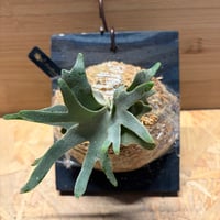 ビカクシダ　'スノー'