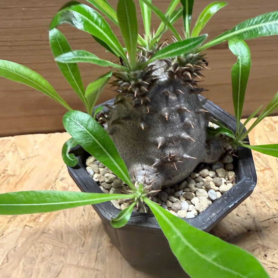6a4b299e9d5f2b37af264cd8