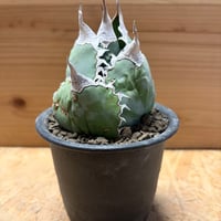 アガベ　オテロイ　オアハカ