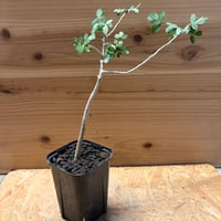 ブルセラ　ファガロイデス