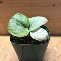 スキンダプサス　エキゾチカ　サラカ