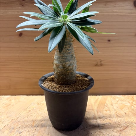グラキリス | STORES