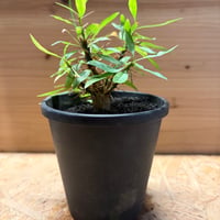 フォークイエリア　ファシクラータ