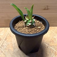 ユーフォルビア　サピニー