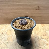 コピアポア　シネレア　'黒王丸'