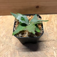 ビカクシダ　'ゴールデンボーイ'