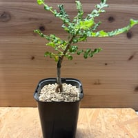 ボスウェリア　サクラ