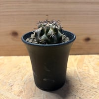 コピアポア　エキノイデス