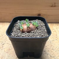 オトンナ　カカリオイデス