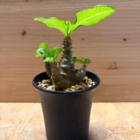 パキポディウム　ウィンゾリー