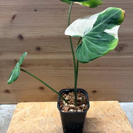 CATEGORY 観葉植物 | GREEN LUCK