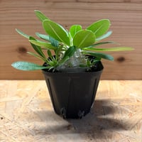 パキポディウム　レウコキサンツム