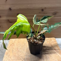 フィロデンドロン　'フロリダビューティー'×トータム