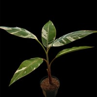 ムサ　アエアエ　斑入りバナナ