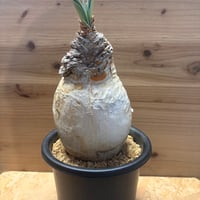 ブーファン　ハエマンソイデス