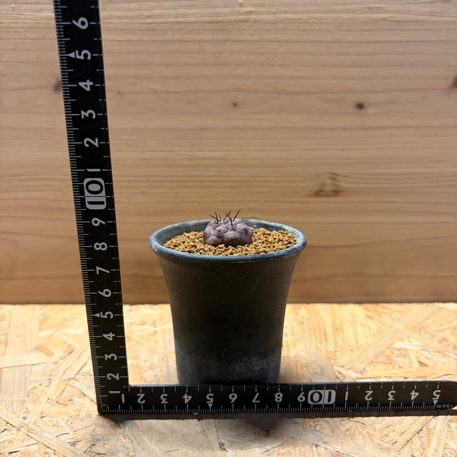 6a5d8f663fed3c8dfc66ce94