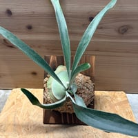 ビカクシダ　ベイチー　ワイルド　'スティール'