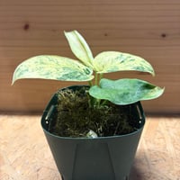 スキンダプサス　'シルバーダーククラウド'