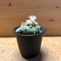 ロフォフォラ　烏羽玉