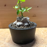 N様専用ディオスコレア　エレファンティペス　亀甲竜
