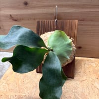 ビカクシダ　'雷神'