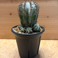 ユーフォルビア　白衣ホリダ