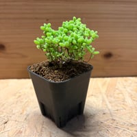 ドロサンテマム　エブレネウム　蜜橘