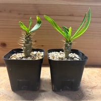 パキポディウム　アンボンゲンセ