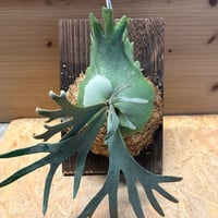 ビカクシダ　ウィリンキー　'ジェニー'