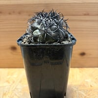 コピアポア　グリセビオラセア