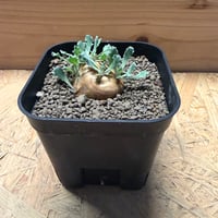 オトンナ　カカリオイデス