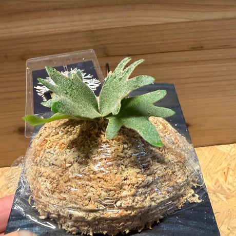ビカクシダ　'アントラークラウン' スポア