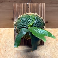ビカクシダ　マダガスカリエンセ