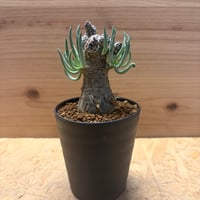 チレコドン　ペアルソニー