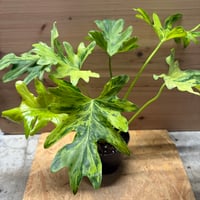フィロデンドロン　セローム　斑入り