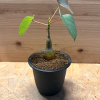 プセウドボンバックス　エリプティクム