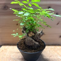 ヴィテックス　ネグンド　黄荆