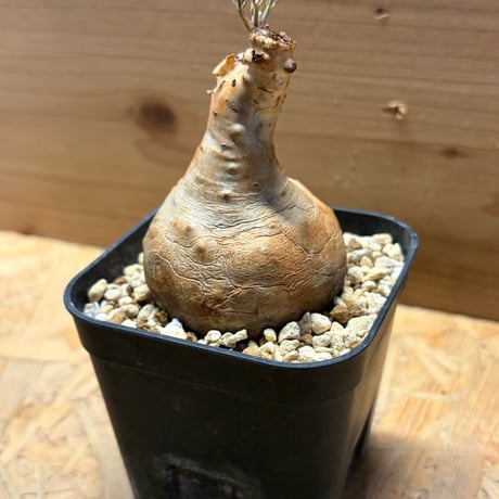 キフォステンマ　ベティフォルメ　ナロータイプ