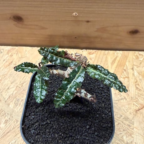 ボスウェリア　ナナ