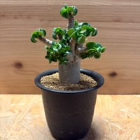 アデニウム　アラビカム　'獅子葉'