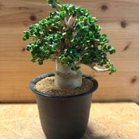 アデニウム　アラビカム　'獅子葉'