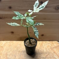 パキラ　グラブラ　斑入り