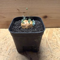 オトンナ　カカリオイデス