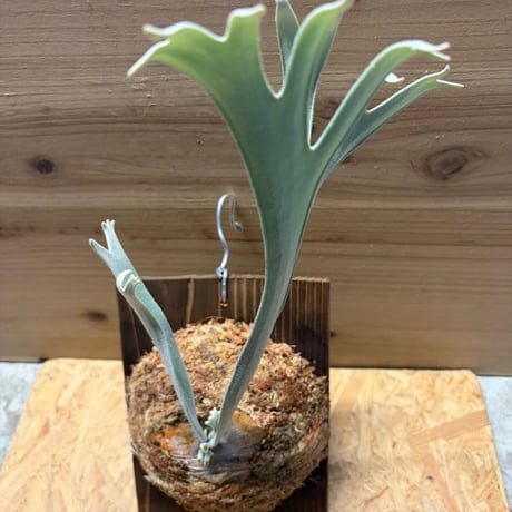 ビカクシダ　'エルサ'