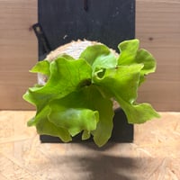 ビカクシダ　'バタフライ'