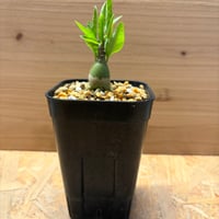 アデニア　ペチュエリー