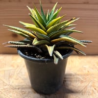 ハオルチア　'瑠璃殿錦'