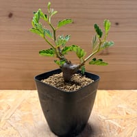 センナ　メリディオナリス