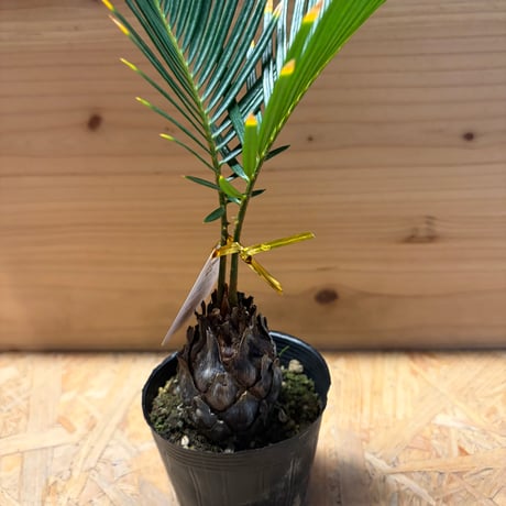 金環ソテツ